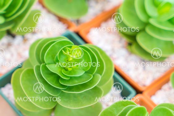 Beautiful small cactus field .
