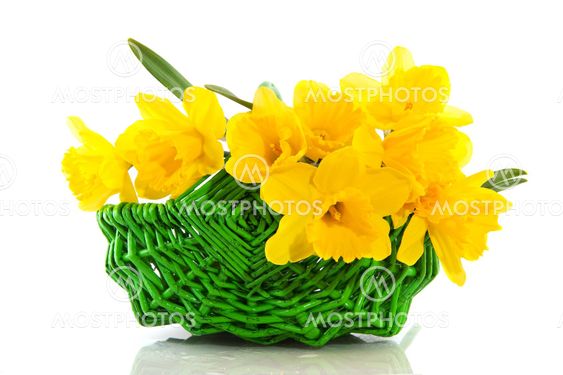 Basket with daffodils