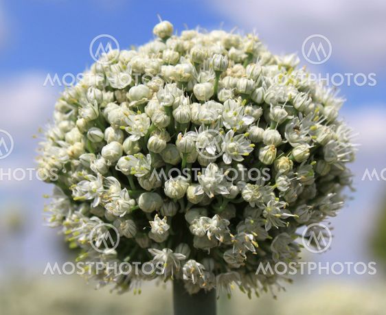 Løg blomster