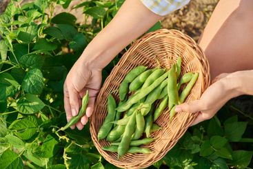 Woman picking green beans in the summer garden