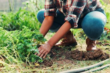 Hands, check soil and plants in greenhouse at farm for...