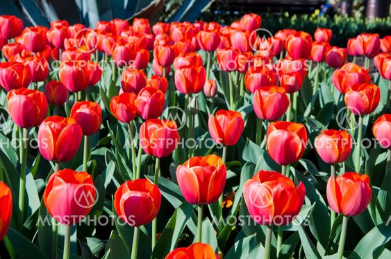 tulip in flower field