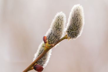 Nature awakes in spring. Blooming willow twigs and furry...