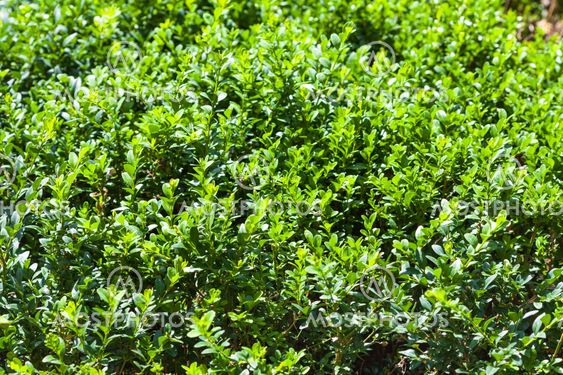 boxtree shrub in sunny summer day