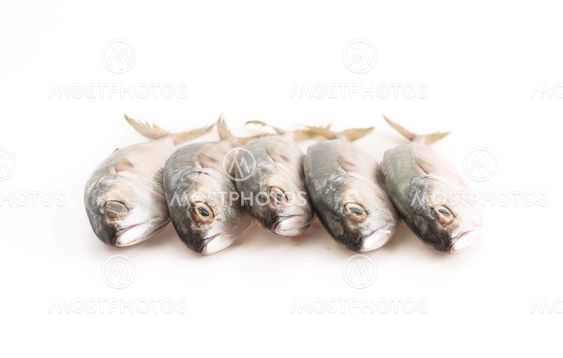 fresh mackerel