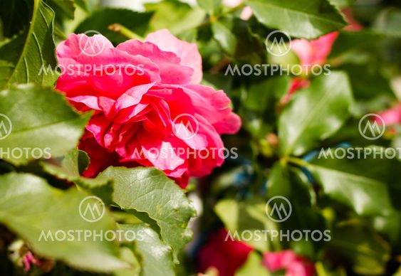 Close up of a flower