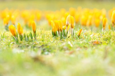 Yellow crocuses in spring