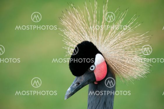 Grey Crowned Crane