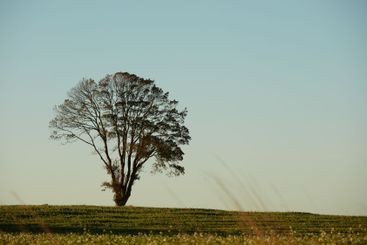 Tree, blue sky and grass field with space on farmland...