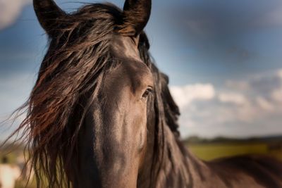 Horses at Revinge Skane Sweden