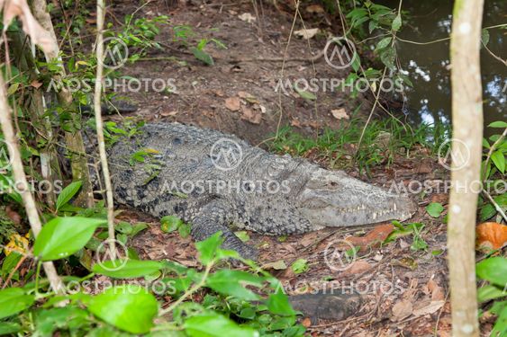 Large Crocodile