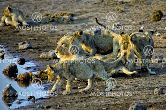 a lion and his cubs near a waterhole at etosha national park namibia