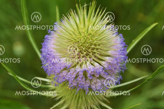 Wild Teasel (Dipsacus fullonum)