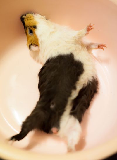 selective focus on white, black, orange brown guinea pigs...