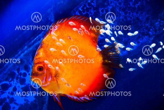 discus fish with fry