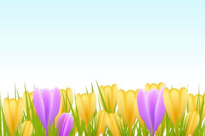 spring crocus flowers background