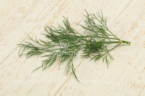 Fresh green dill herb branch