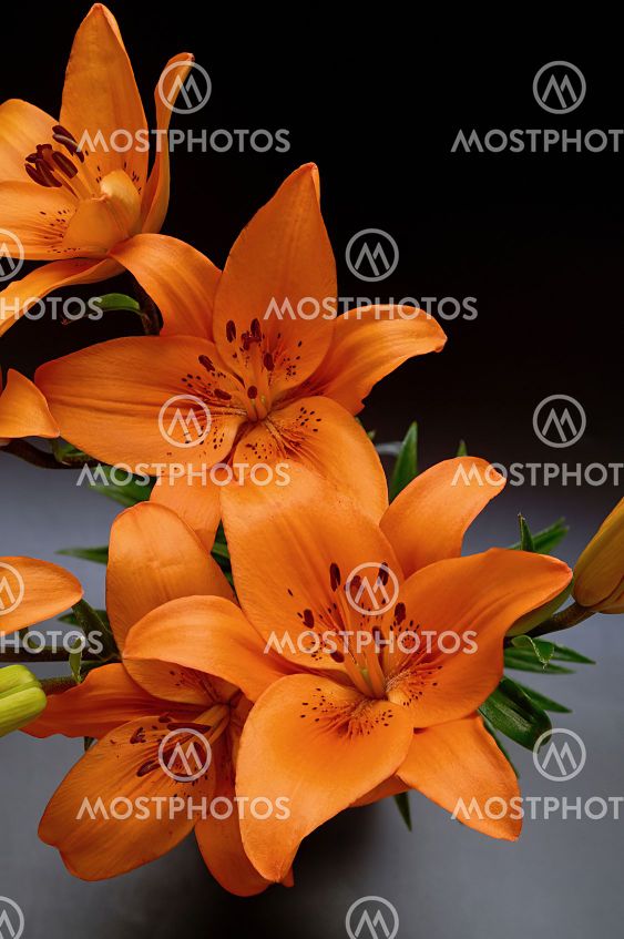 Lilium lancifolium, a bouquet of flowers in orange