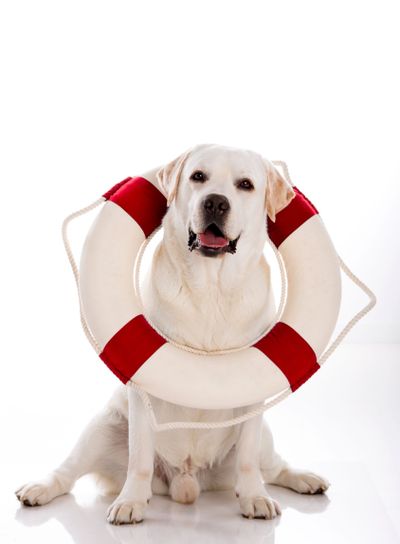 Labrador dog with a sailor buoy
