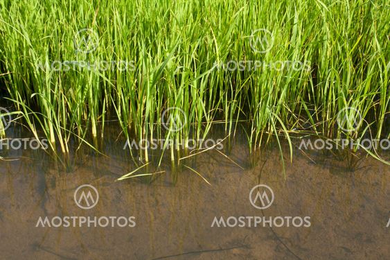 Seedlings of rice growing in paddy fields with water