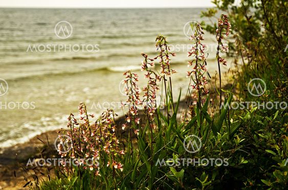 Flower scenery by the coast