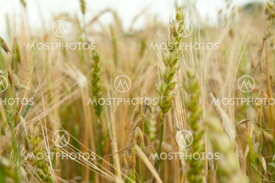 wheat field