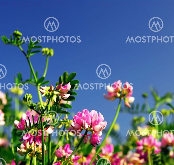Summer meadow