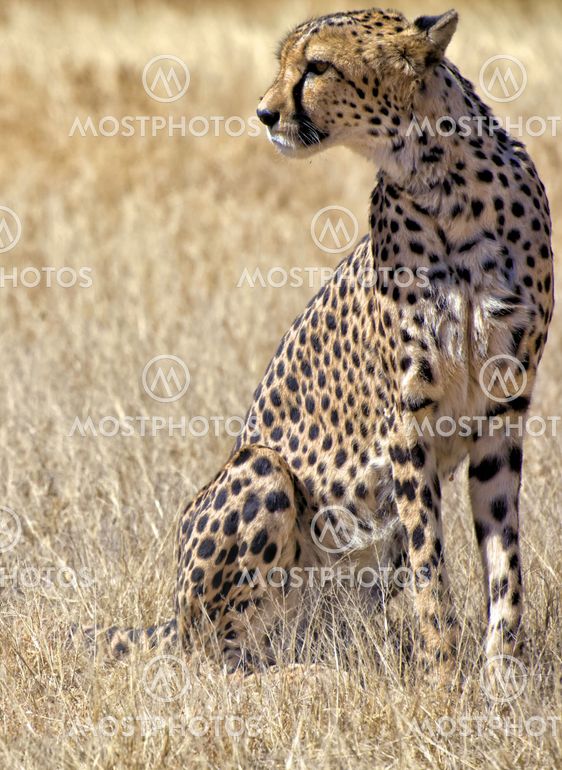 cheetah in the grass at etosha national park namibia africa