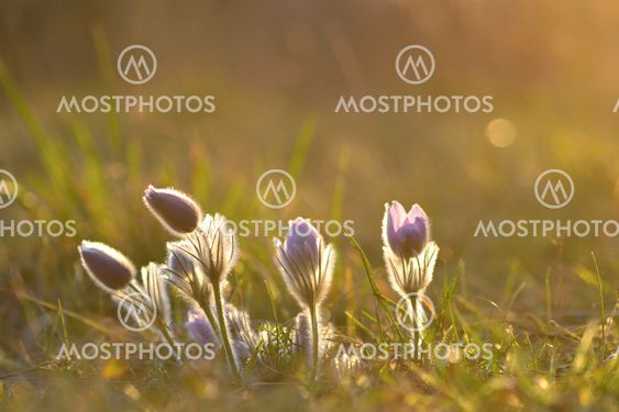 Pasque Flower blooming on spring meadow at the sunset -...