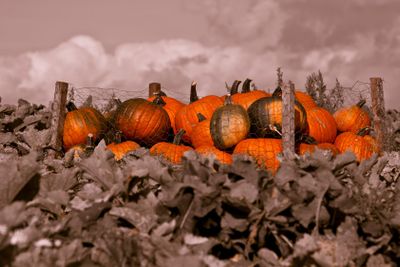 Pumkins in Osterlen Skane Sweden
