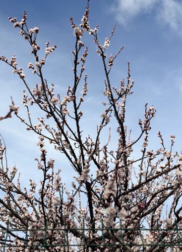 Blooming tree branches against a clear blue sky. Concept...