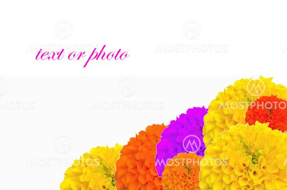 Marigold flower in Thailand