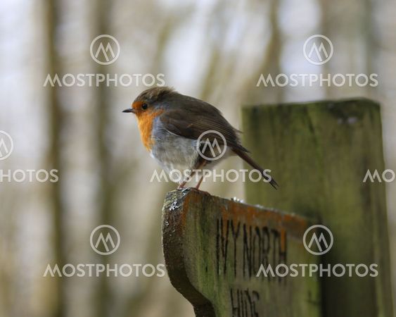 European Robin perched on a signpost in woodland