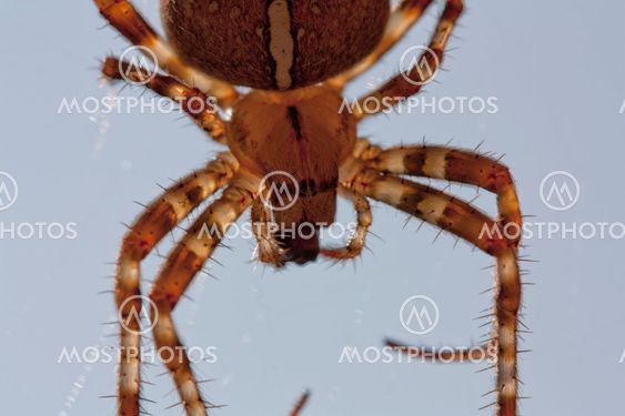 Spider