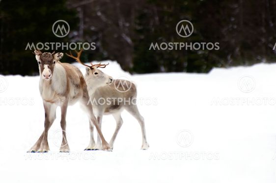 reindeers