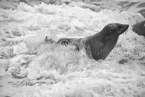 fur seal in the waves at cape cross seal reserve namibia