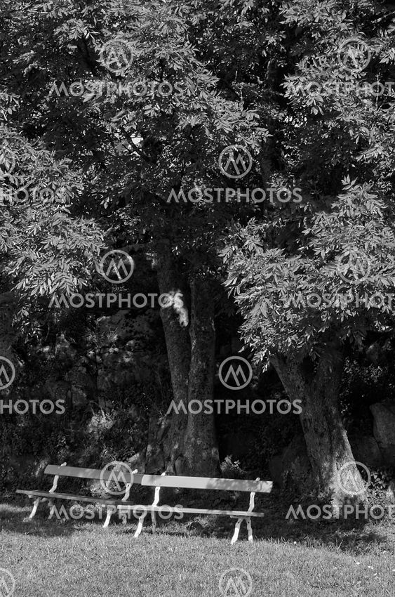 Park benches with trees