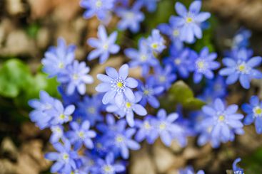 Blossoming hepatica flower in early spring in forest.