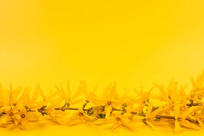 Yellow spring background with forsythia branch