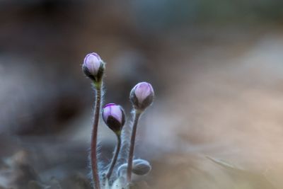 The first wildflower buds by spring season