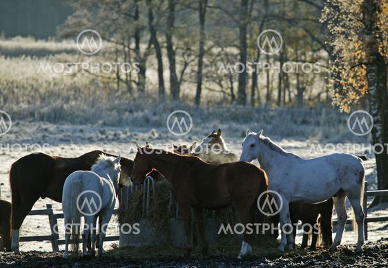 Morningtime horses