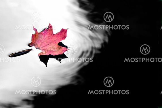 red leaf in water
