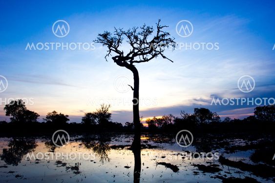 morning time with Silhouette tree at the farm