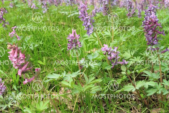 green herb and first flowerses in spring wood