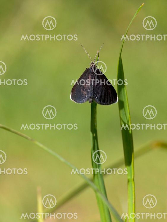 newly emerged chimney sweeper moth