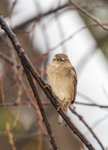 Sparrow sits on a branch without leaves.