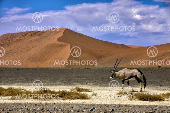 an oryx in front of a large dune in the namib naukluft park near sossusvlei namibia