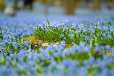 Scilla siberica spring flowers blossoming on sunny day...