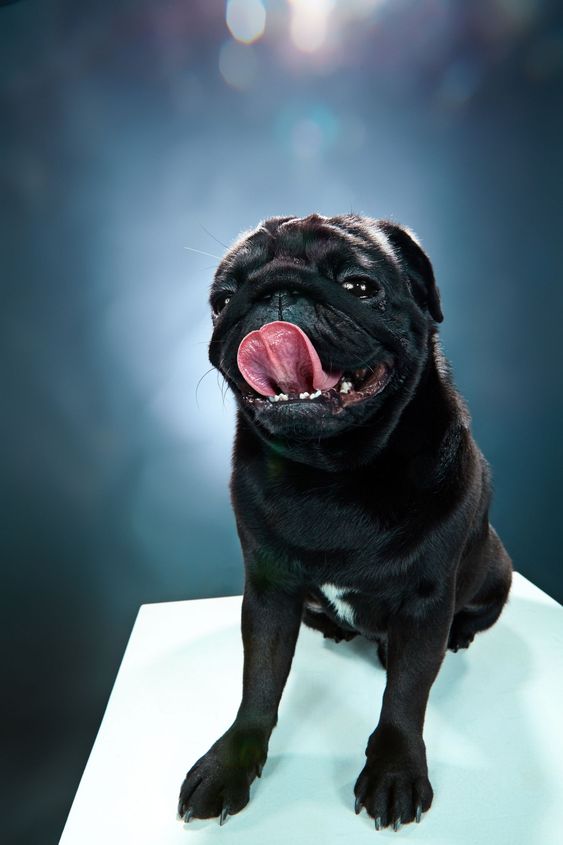 Close-up a Pug puppy in front of blue background