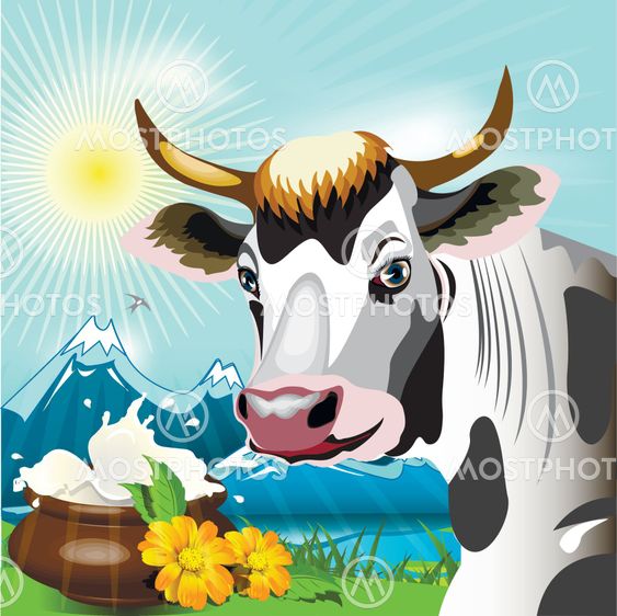 cow2